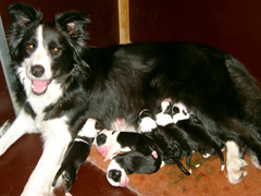 Nest Border Collies