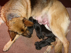 Nest pups